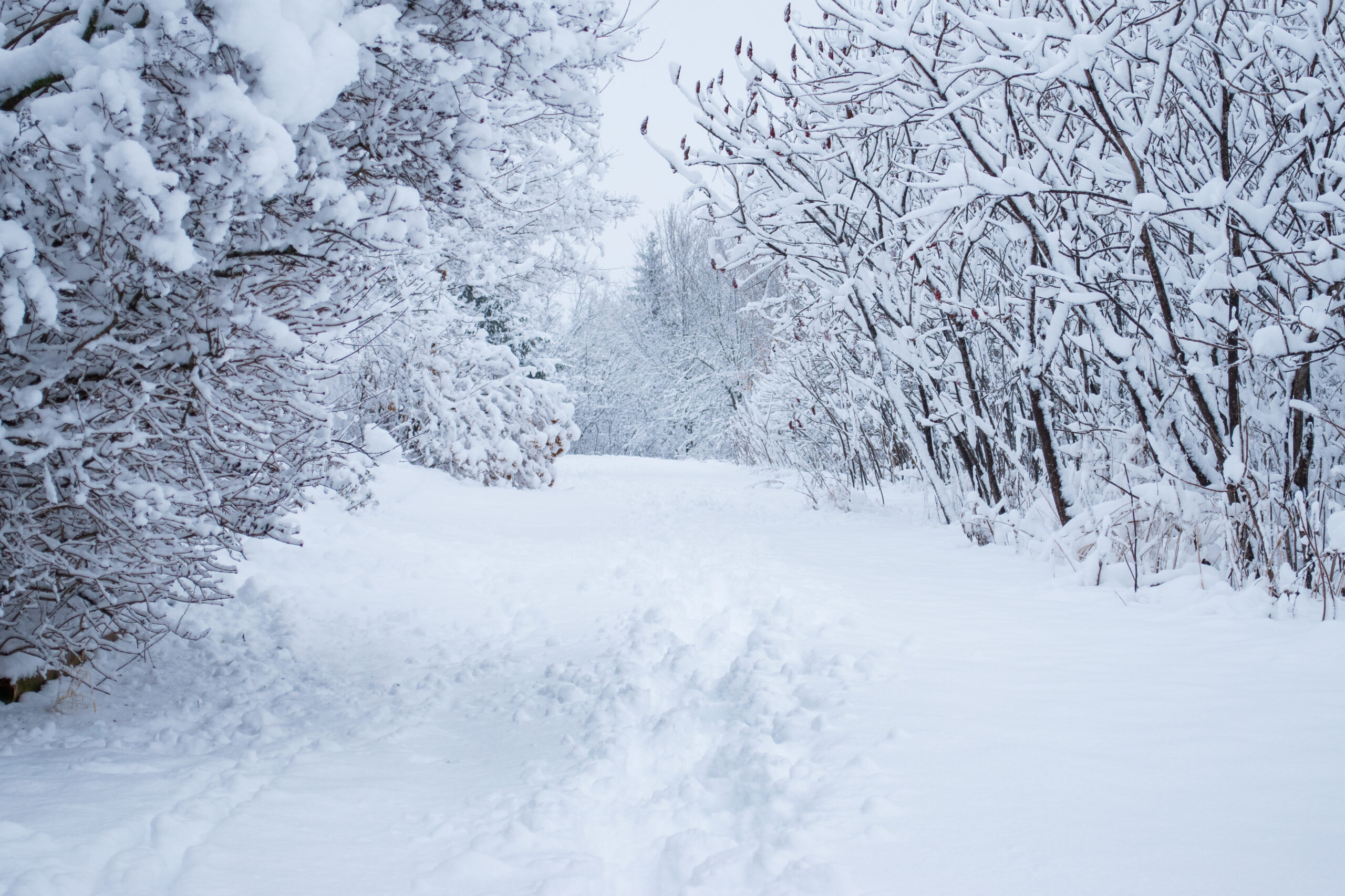 snowy forest trail