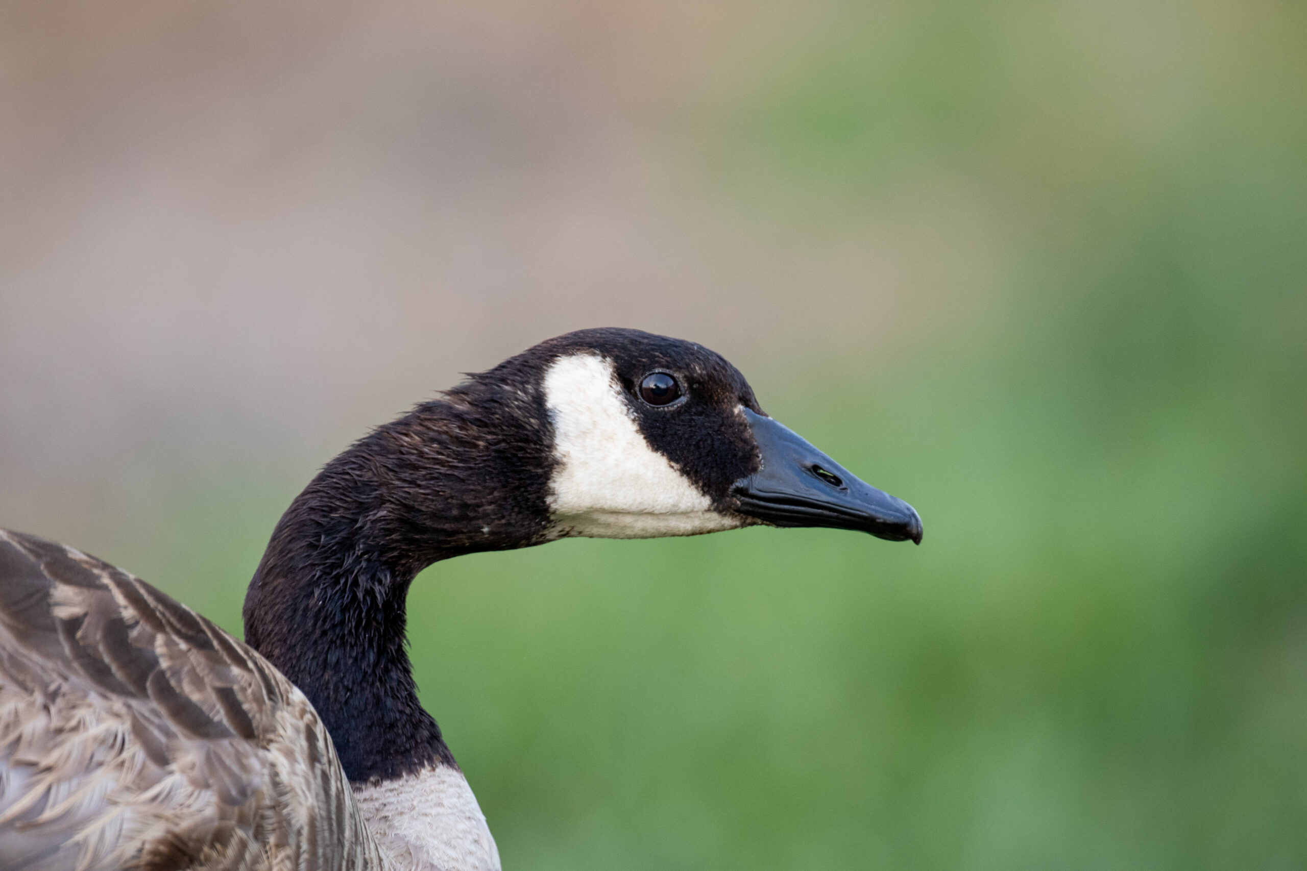 Canadian goose