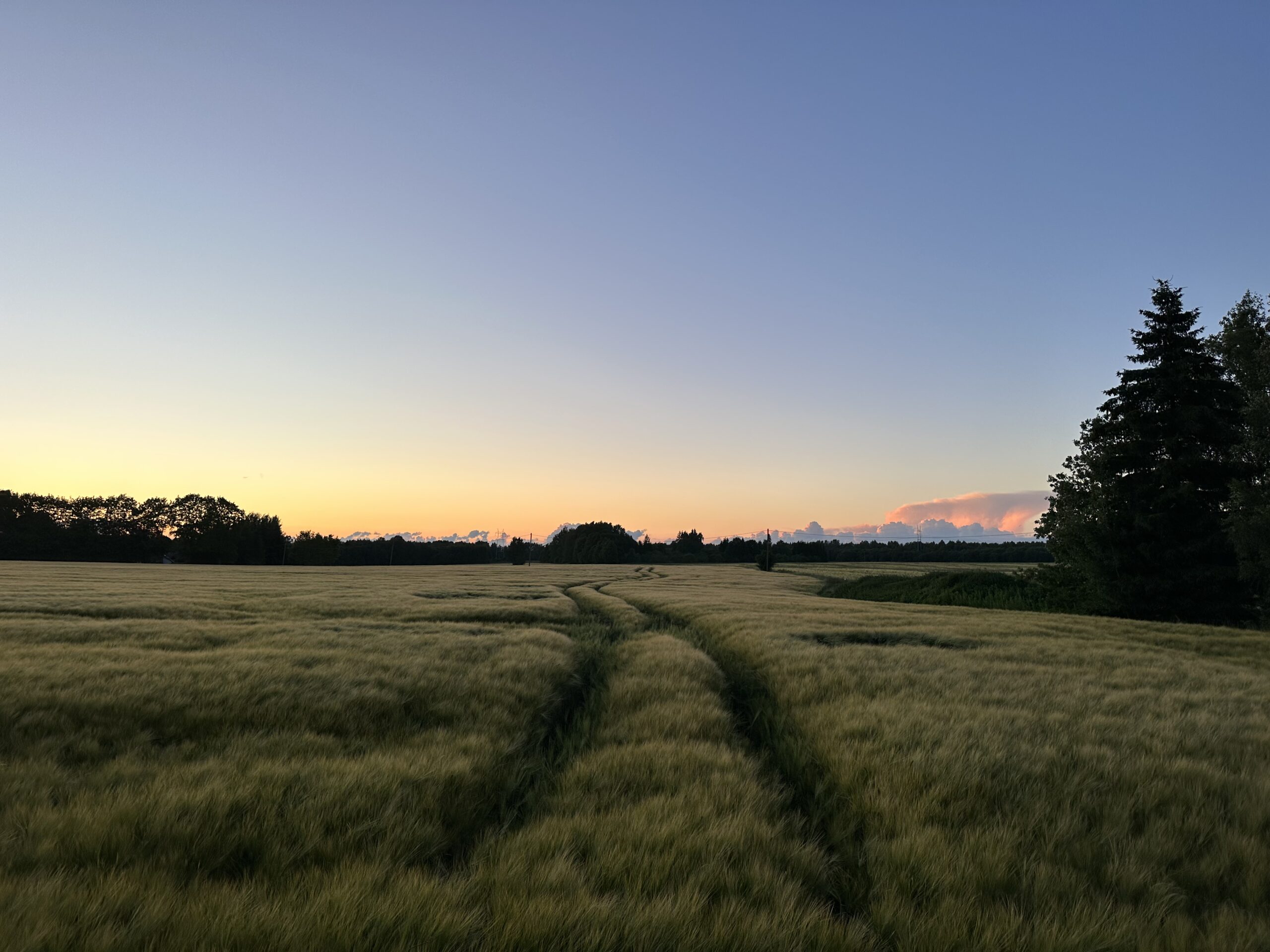 field sunset