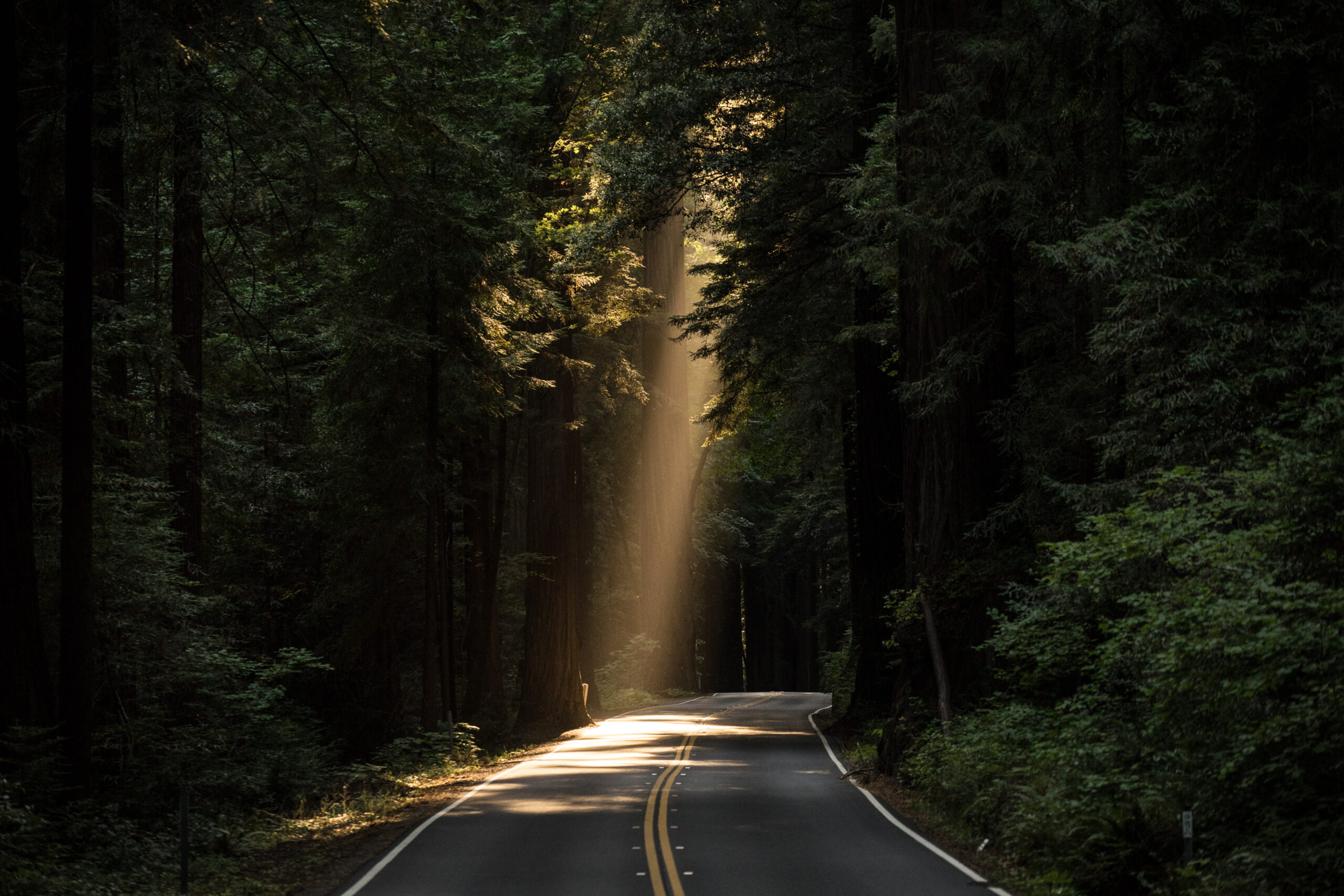 road thru the forest