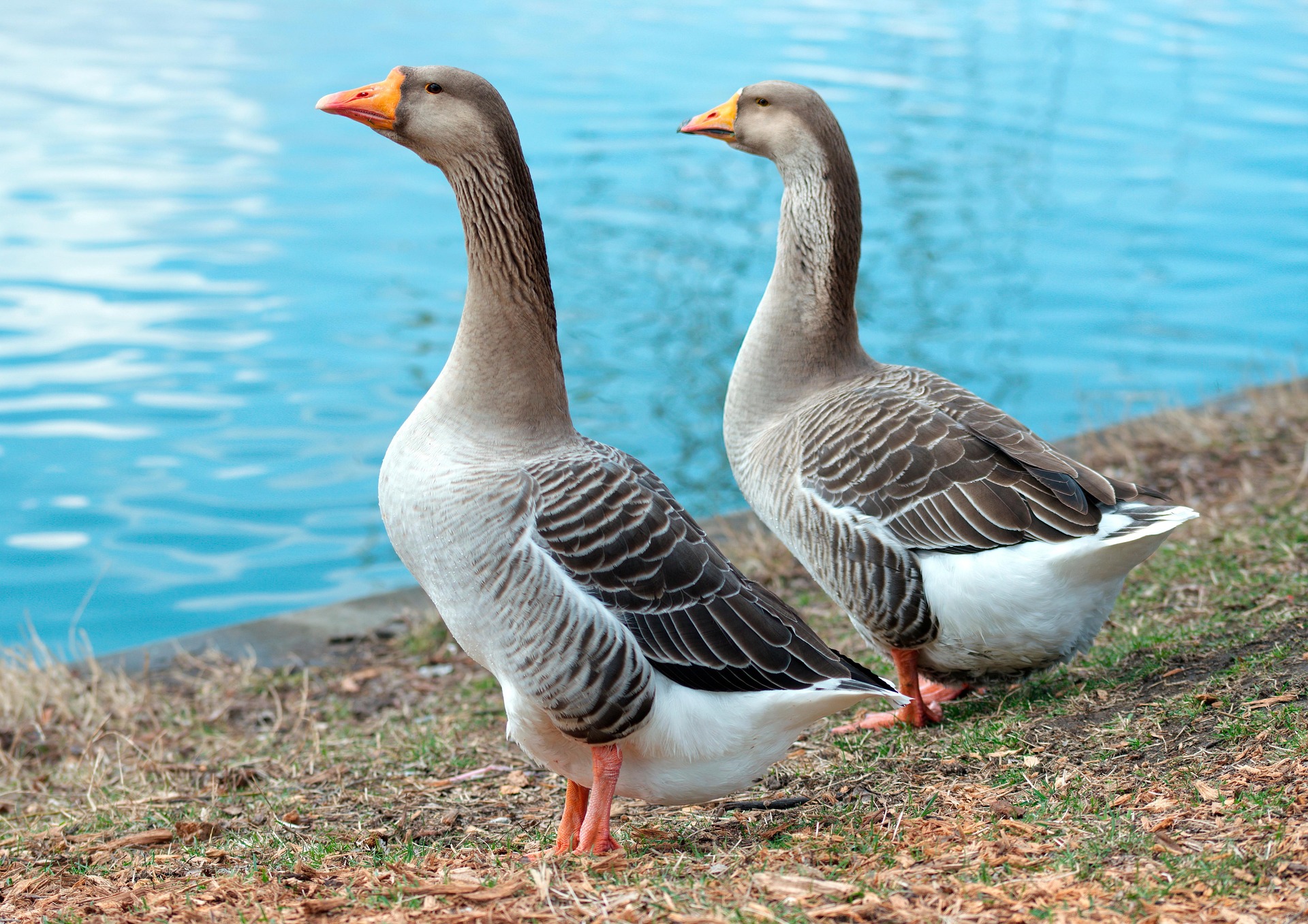 geese on the waterfront