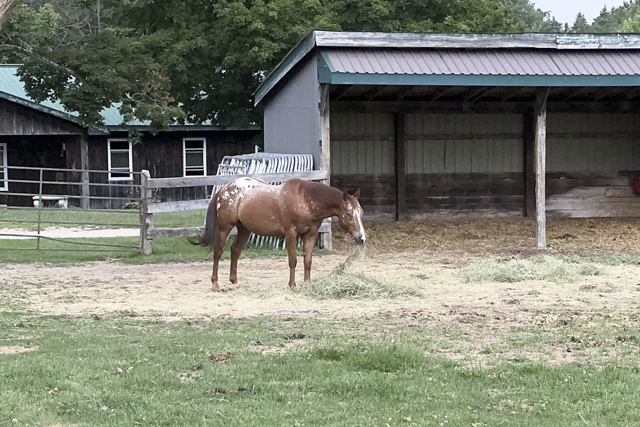 Horse grazing in front of rustic barn at Glen Oro Farm wedding venue in Ontario